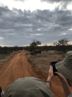 Safari i Timbavati Game Reserve